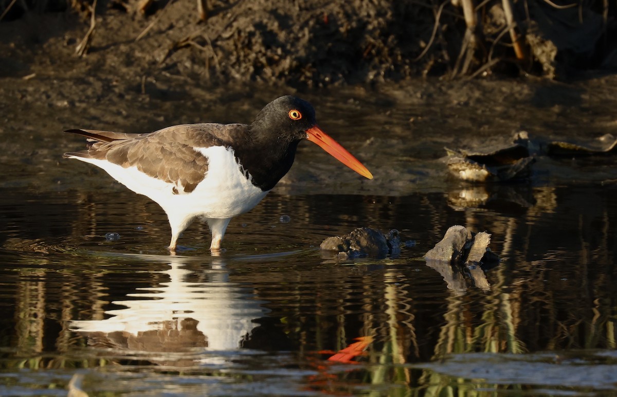 American Oystercatcher - Grace Simms  🐦‍⬛