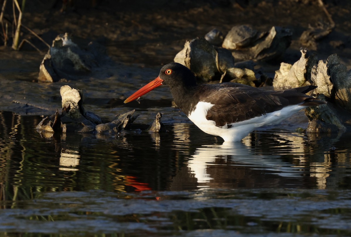 American Oystercatcher - Grace Simms  🐦‍⬛