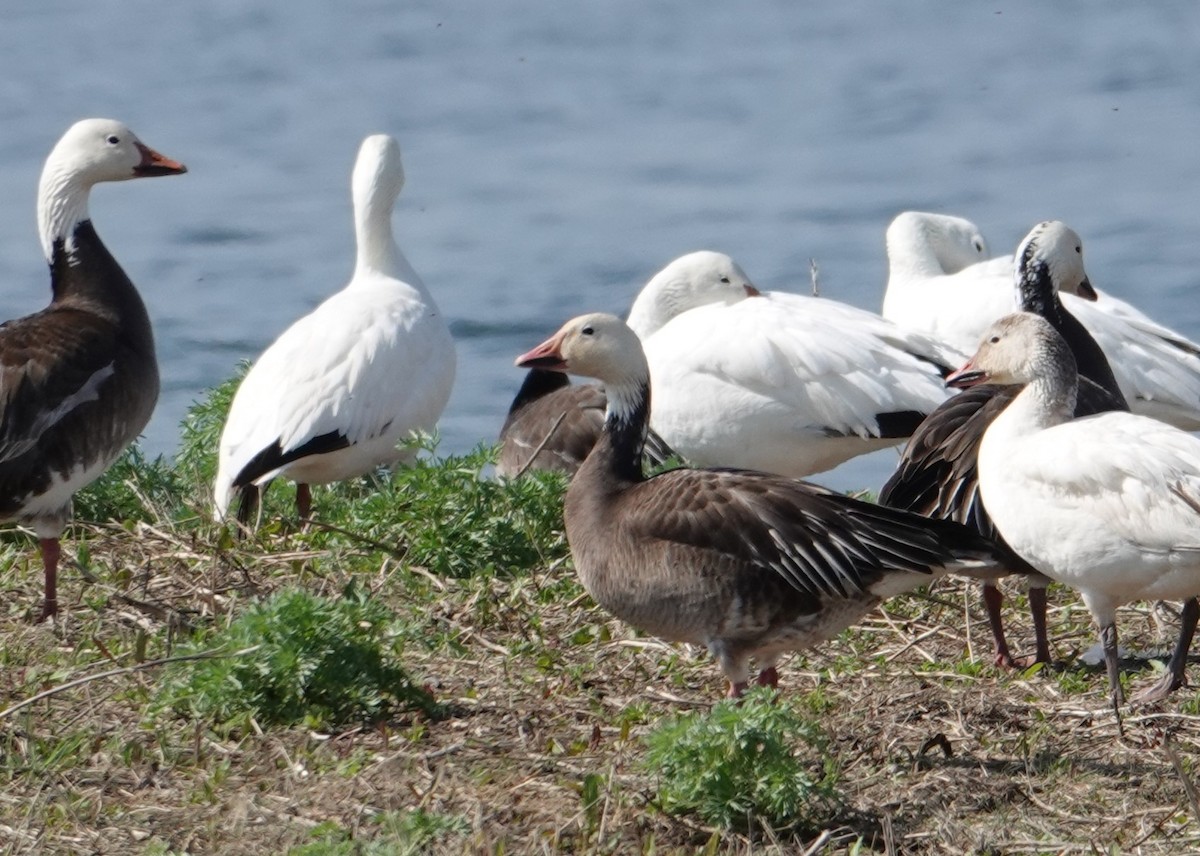 Snow Goose - ML619202563