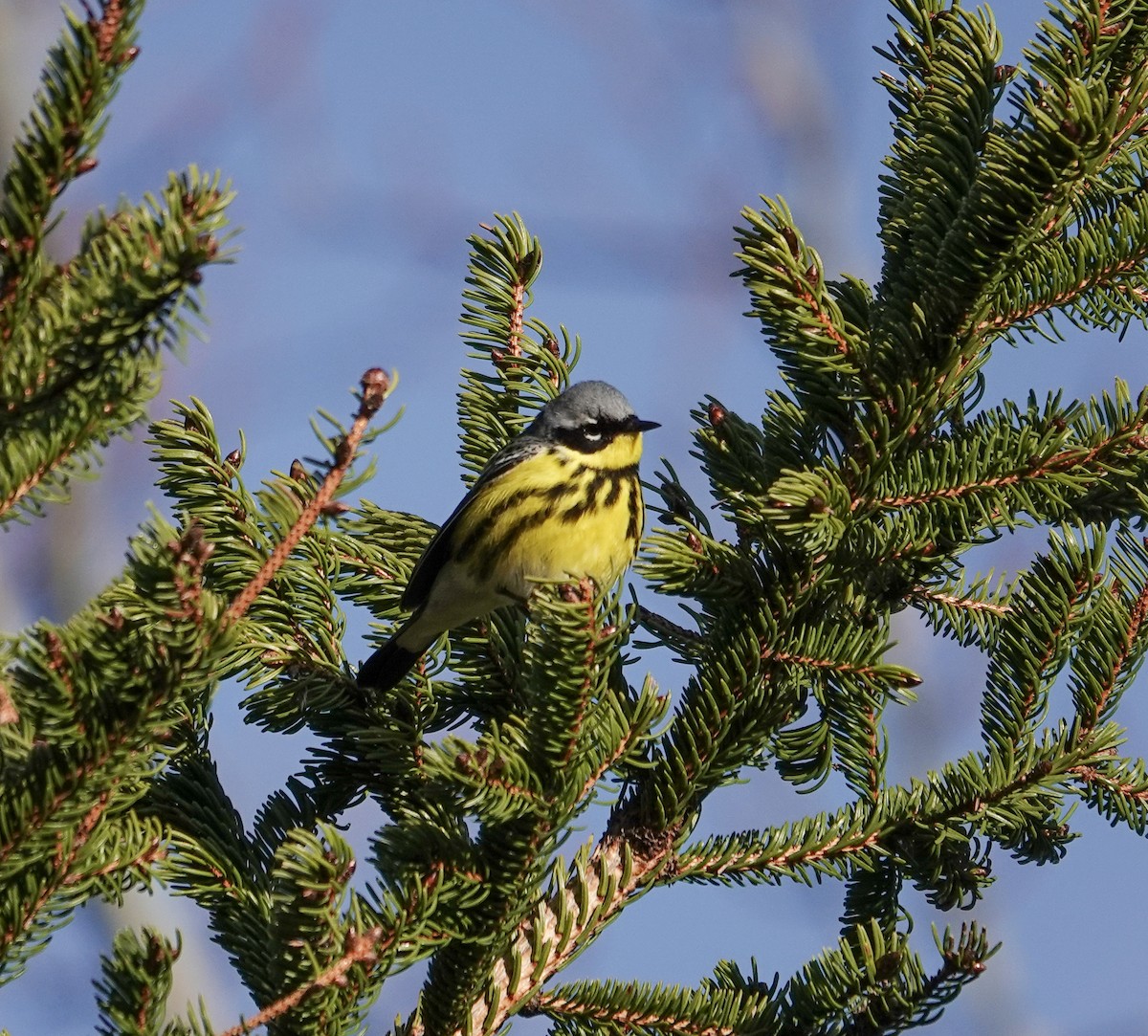 Magnolia Warbler - Patsy Skene