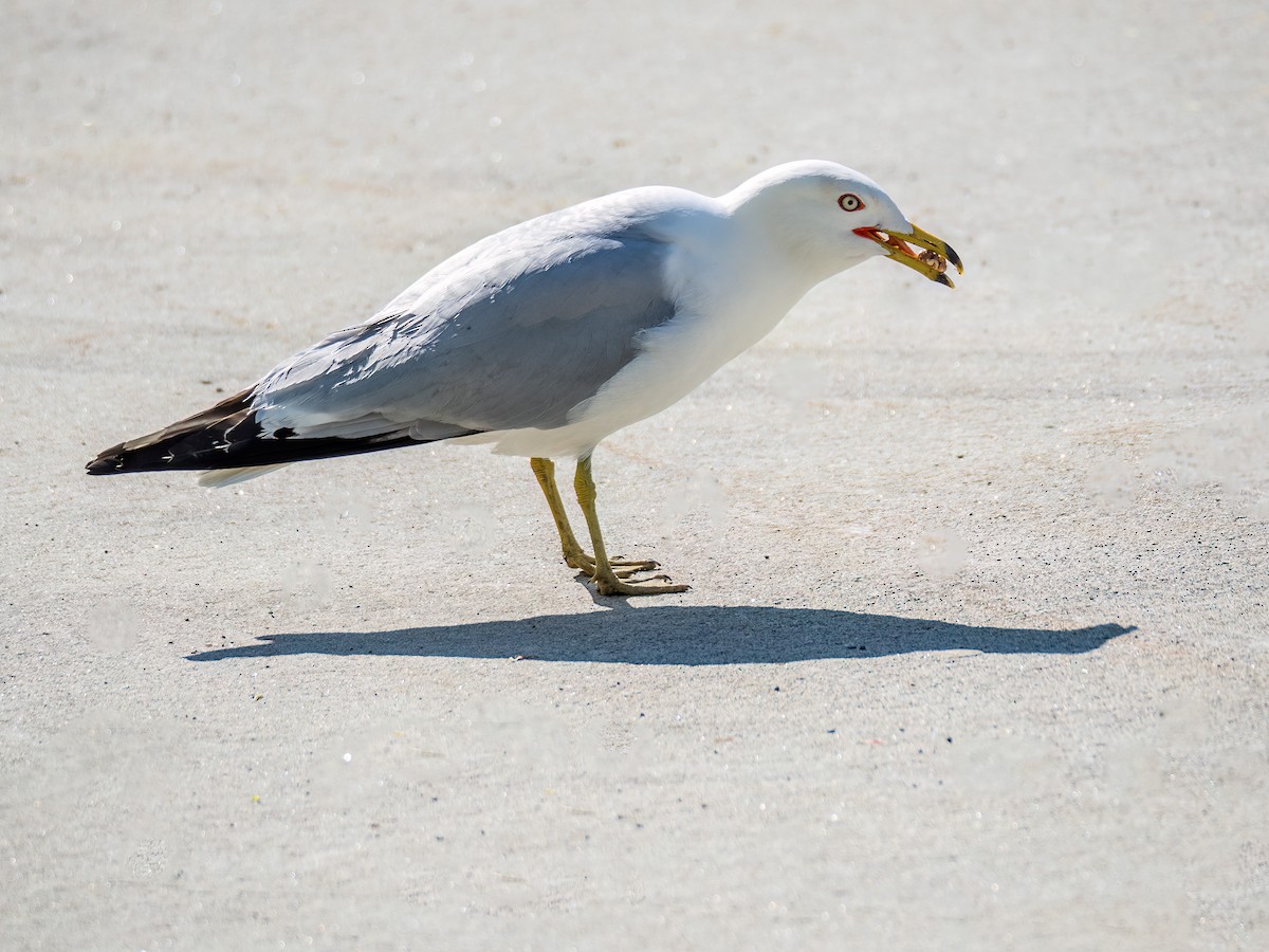 Ring-billed Gull - Danielle  A