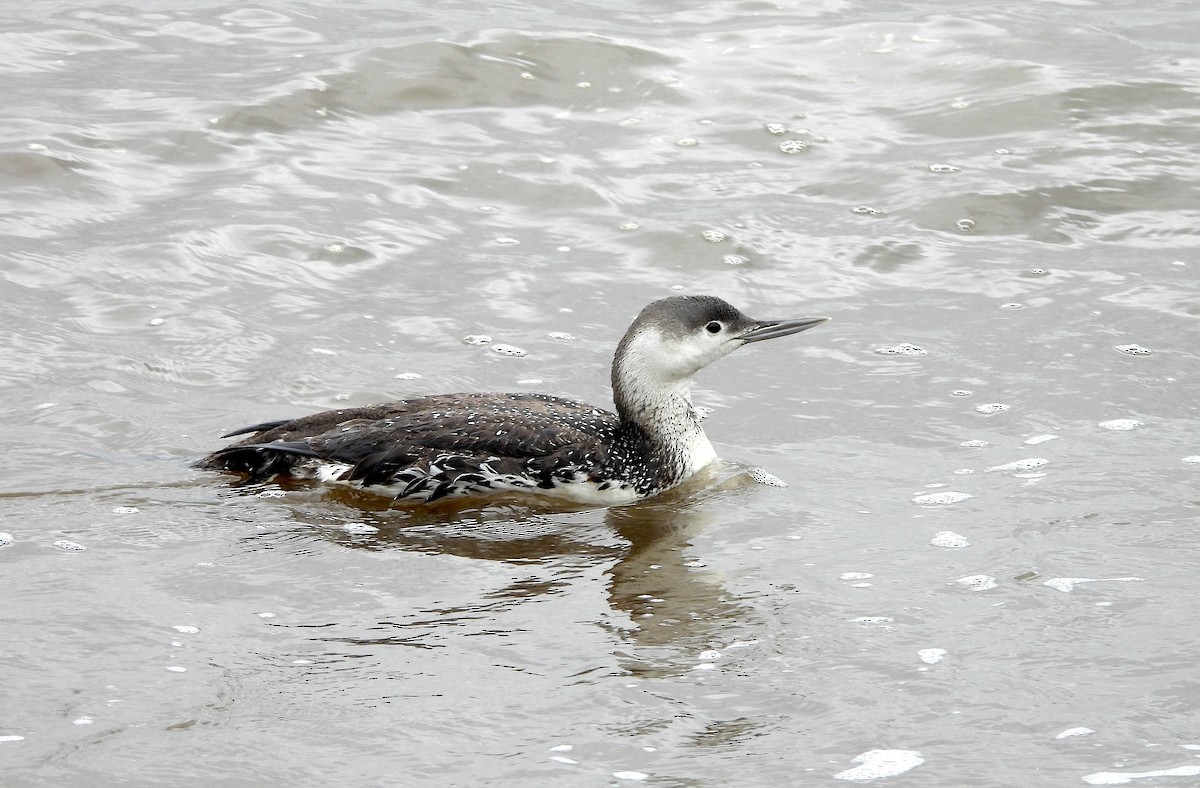 Red-throated Loon - Nick Dawson