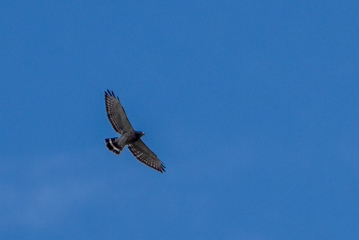 Broad-winged Hawk - Gustino Lanese