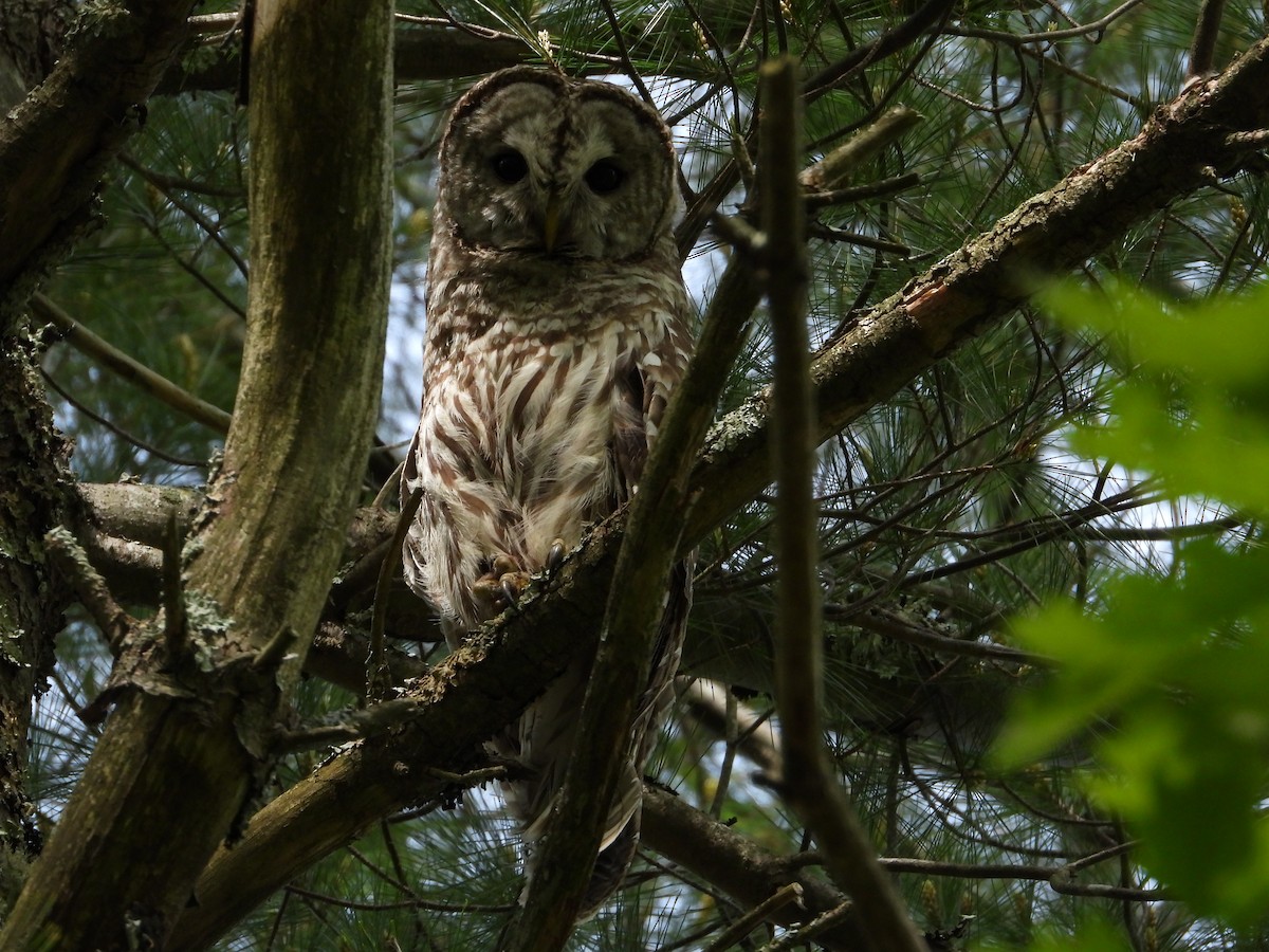 Barred Owl - Jeff Fengler