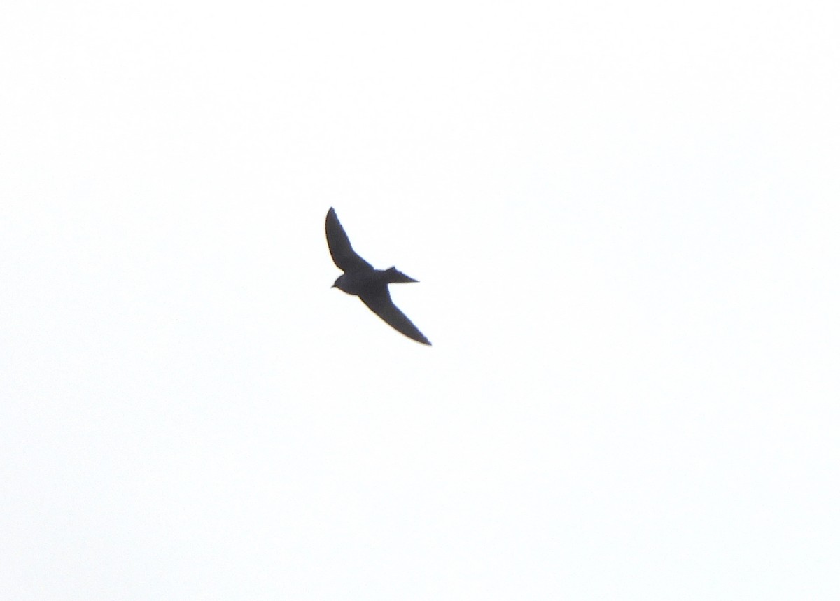 Purple Martin - ML619202591