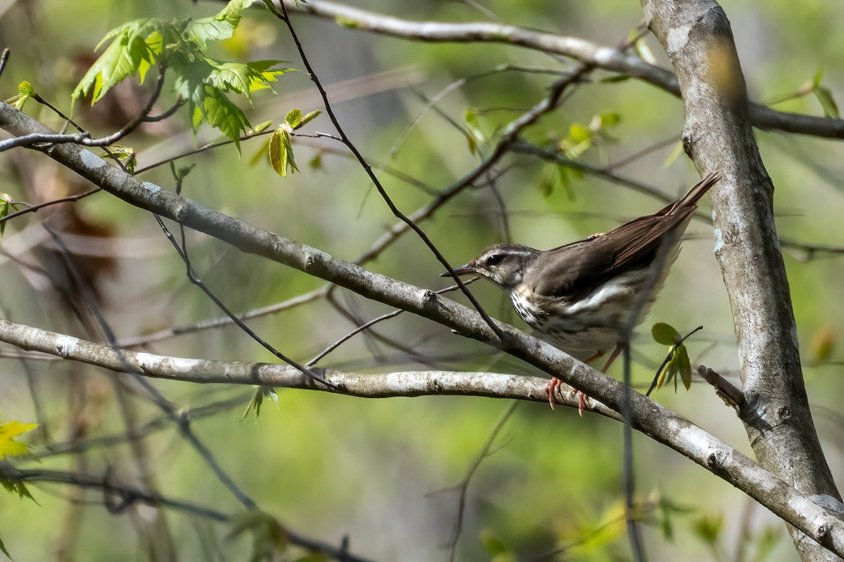 Louisiana Waterthrush - Gustino Lanese