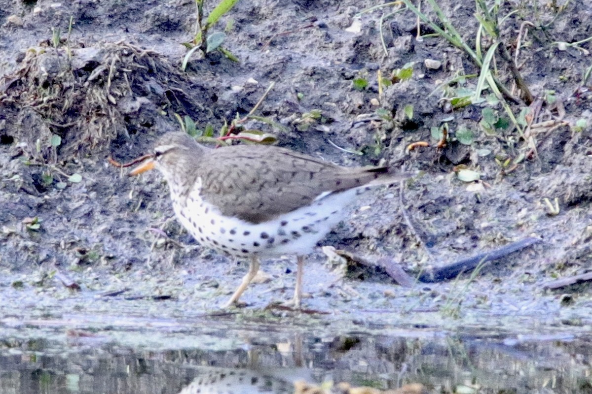 Spotted Sandpiper - ML619202601