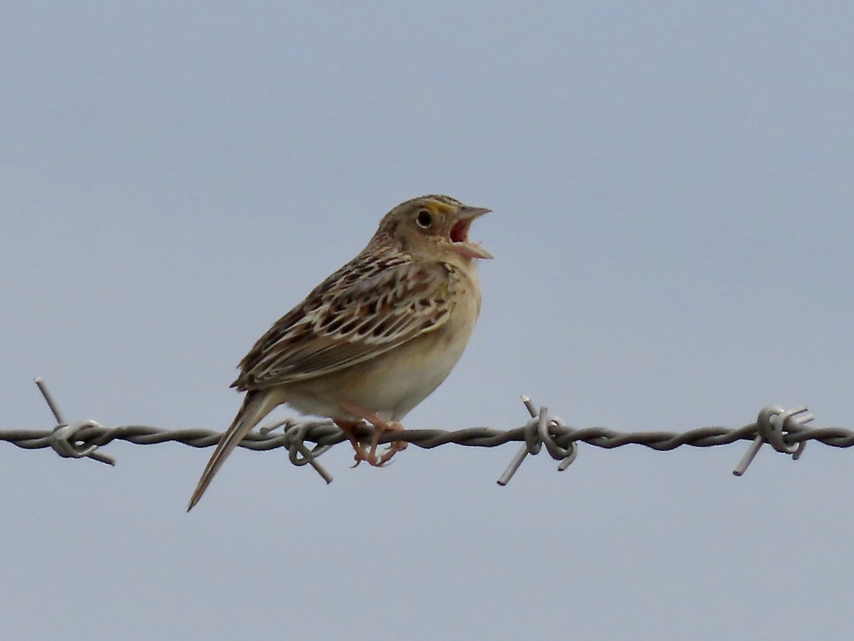 Grasshopper Sparrow - Marjorie Watson