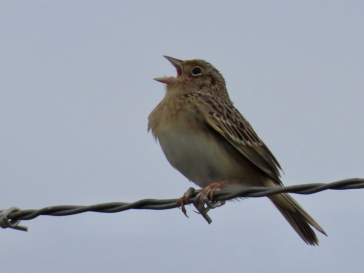 Grasshopper Sparrow - Marjorie Watson