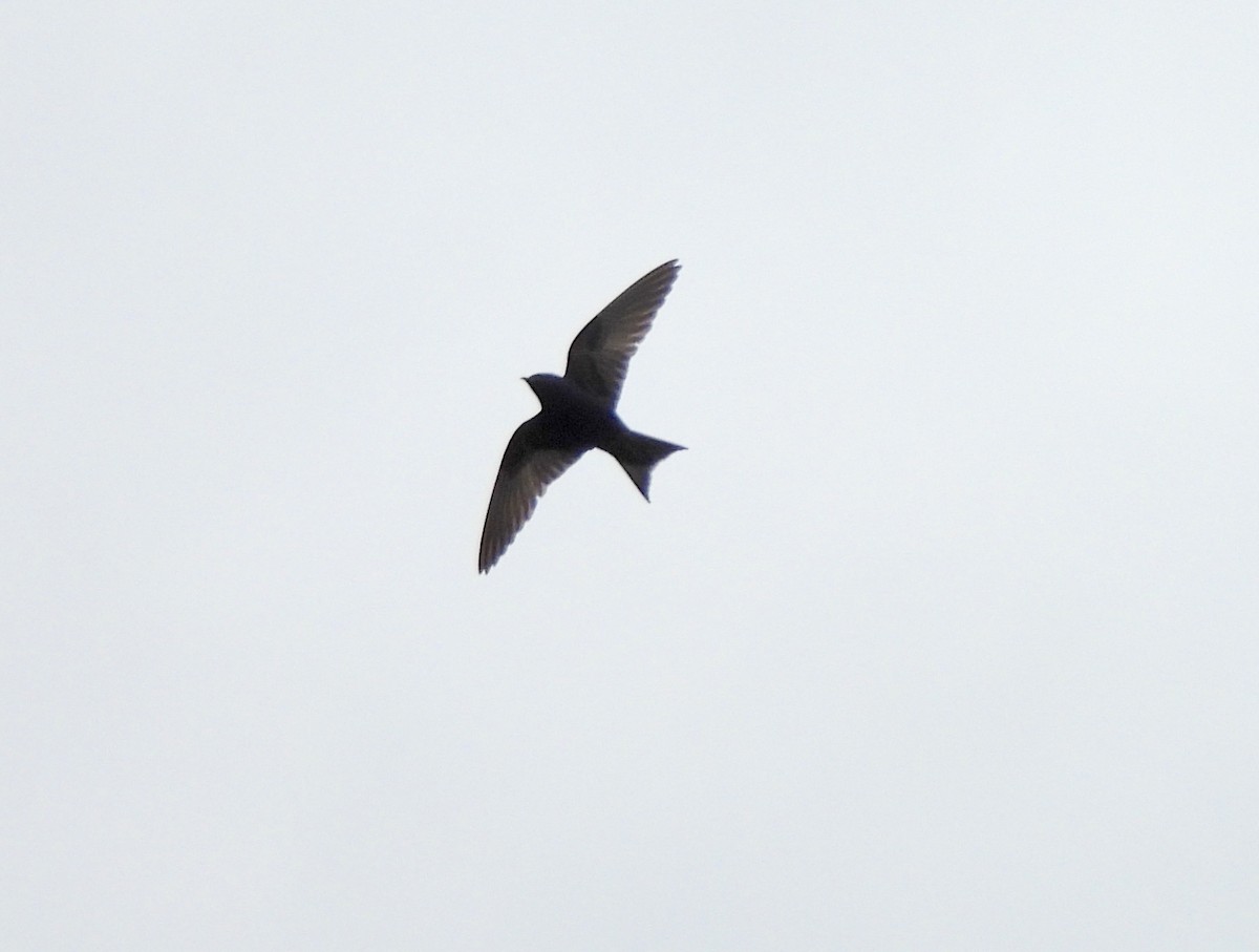 Purple Martin - ML619202634