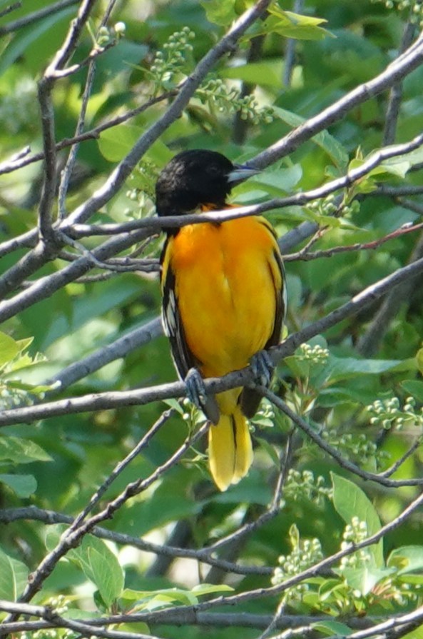 Oriole de Baltimore - ML619202645