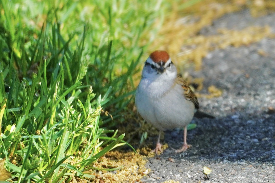 Chipping Sparrow - linda kleinhenz