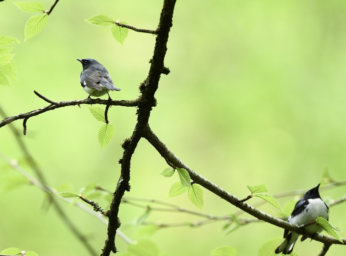 Black-throated Blue Warbler - Greg Hudson