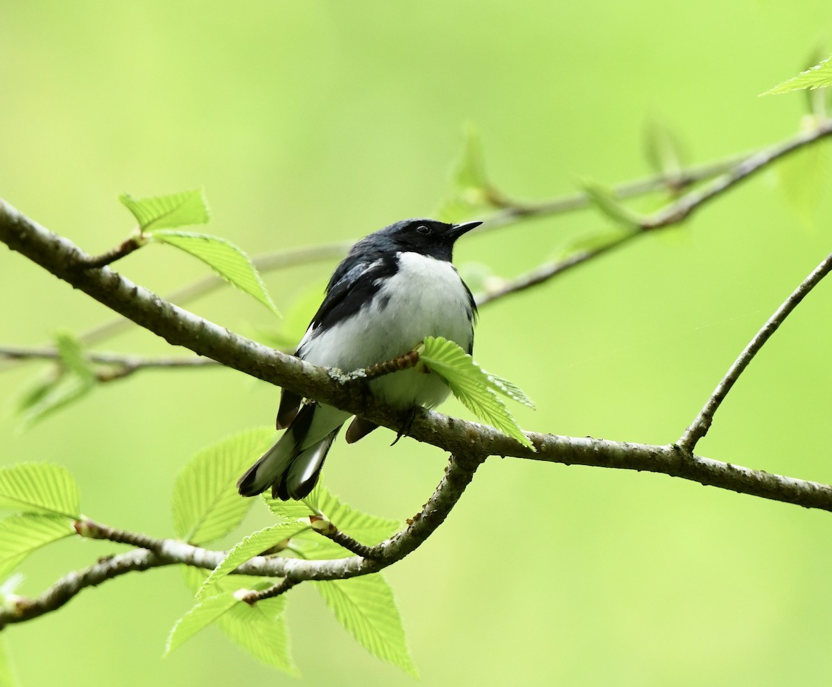 Black-throated Blue Warbler - Greg Hudson