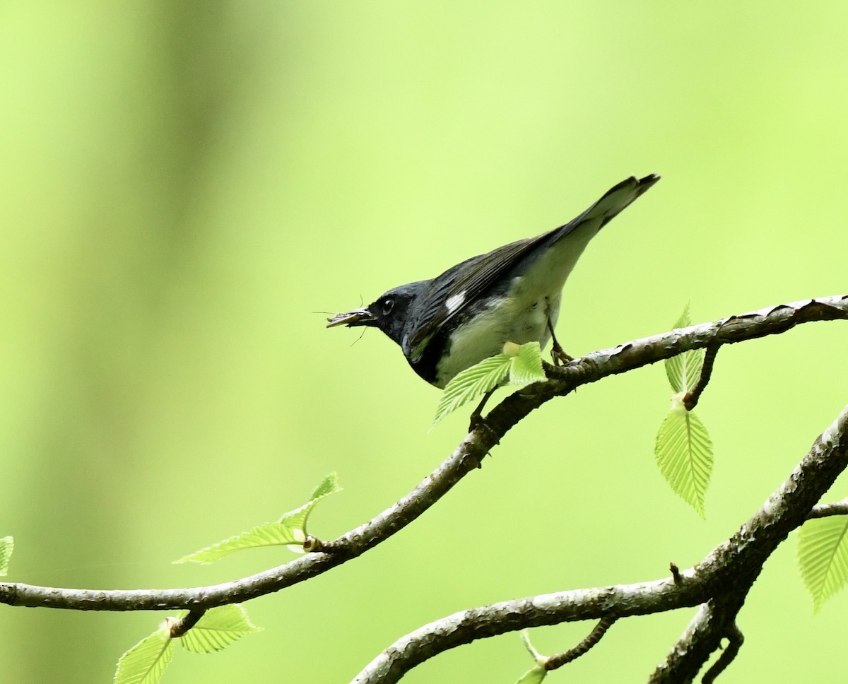 Black-throated Blue Warbler - Greg Hudson