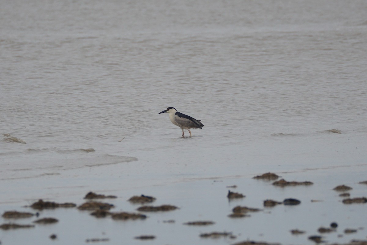 Black-crowned Night Heron - Chase Wilson