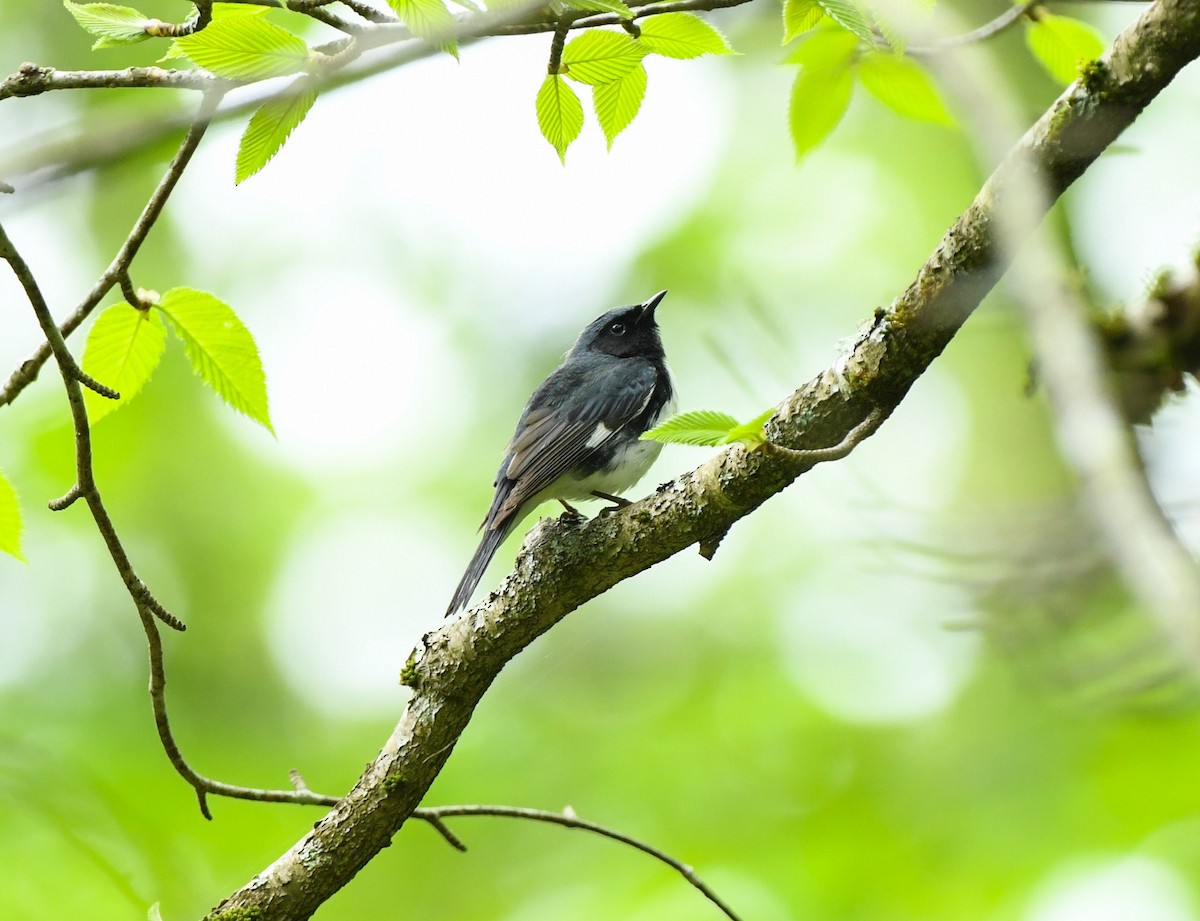 Black-throated Blue Warbler - Greg Hudson