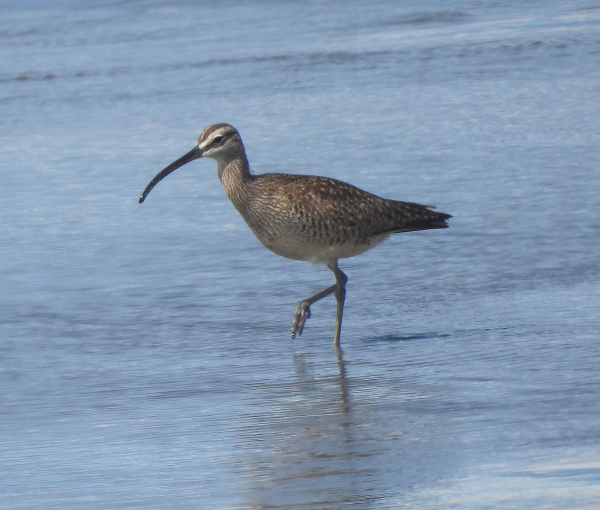 Whimbrel - Ron Youngs
