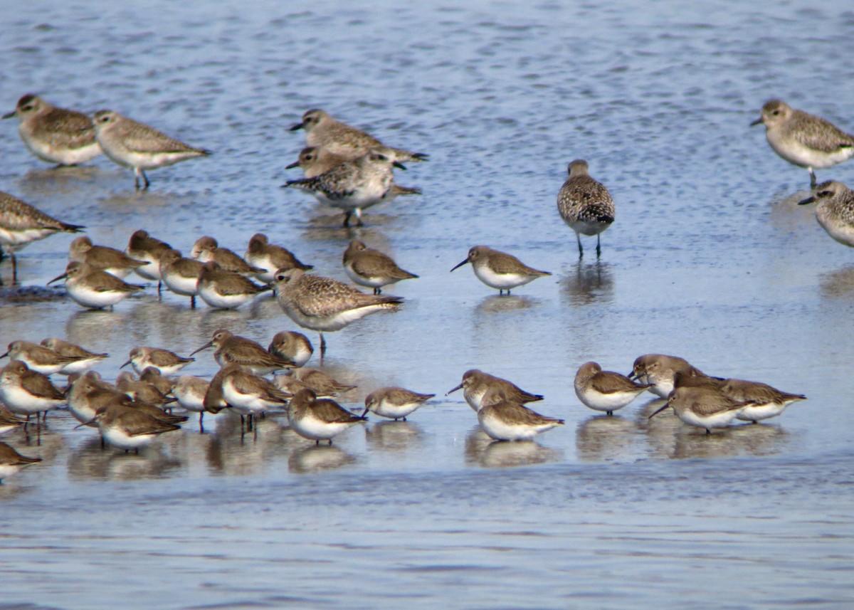 Dunlin - ML619202739