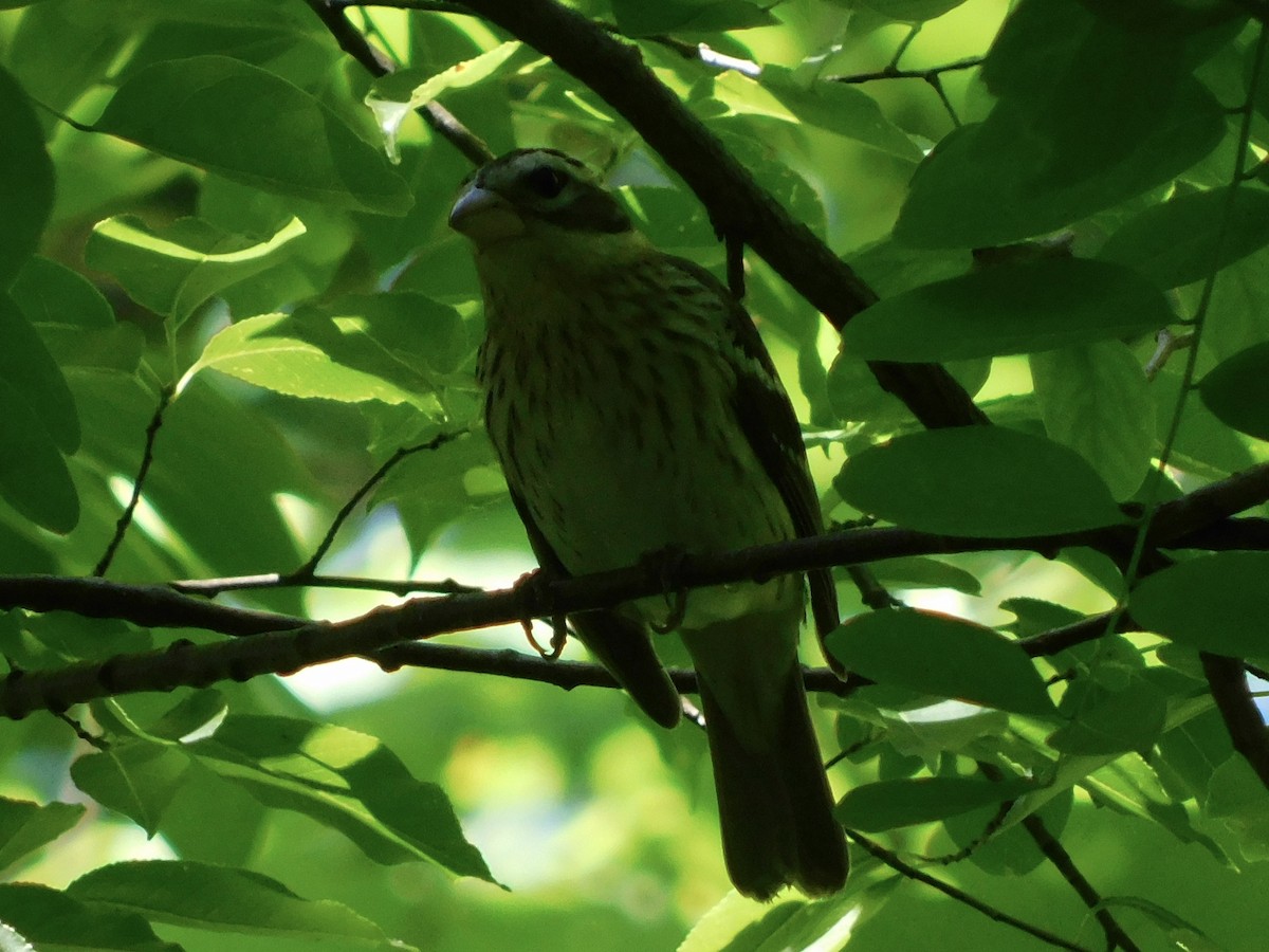 Rose-breasted Grosbeak - ML619202774