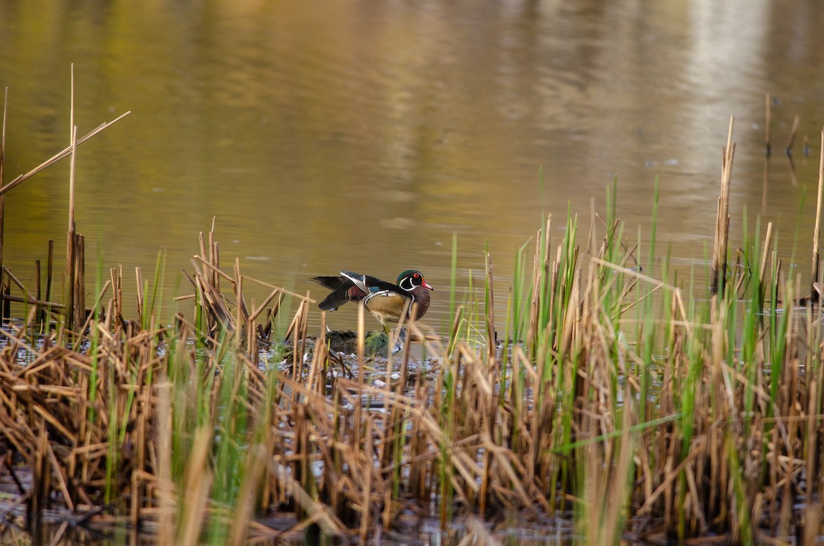 Wood Duck - ML619202783