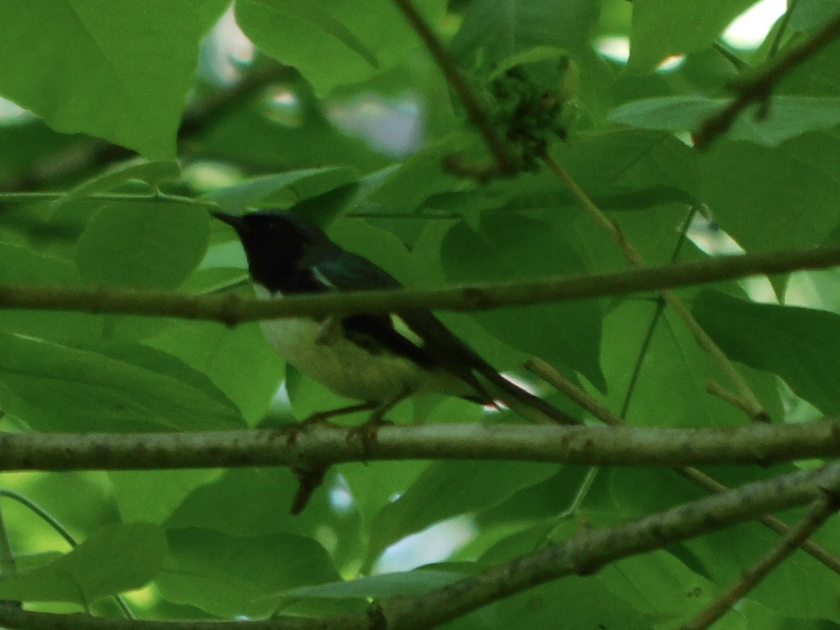 Black-throated Blue Warbler - Curtis Stewart