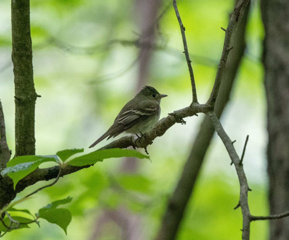 Eastern Wood-Pewee - Bob Schmidt