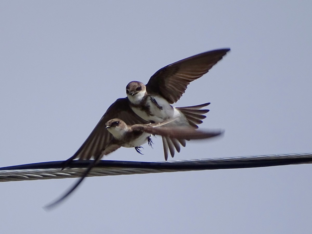 Bank Swallow - Paul Foth