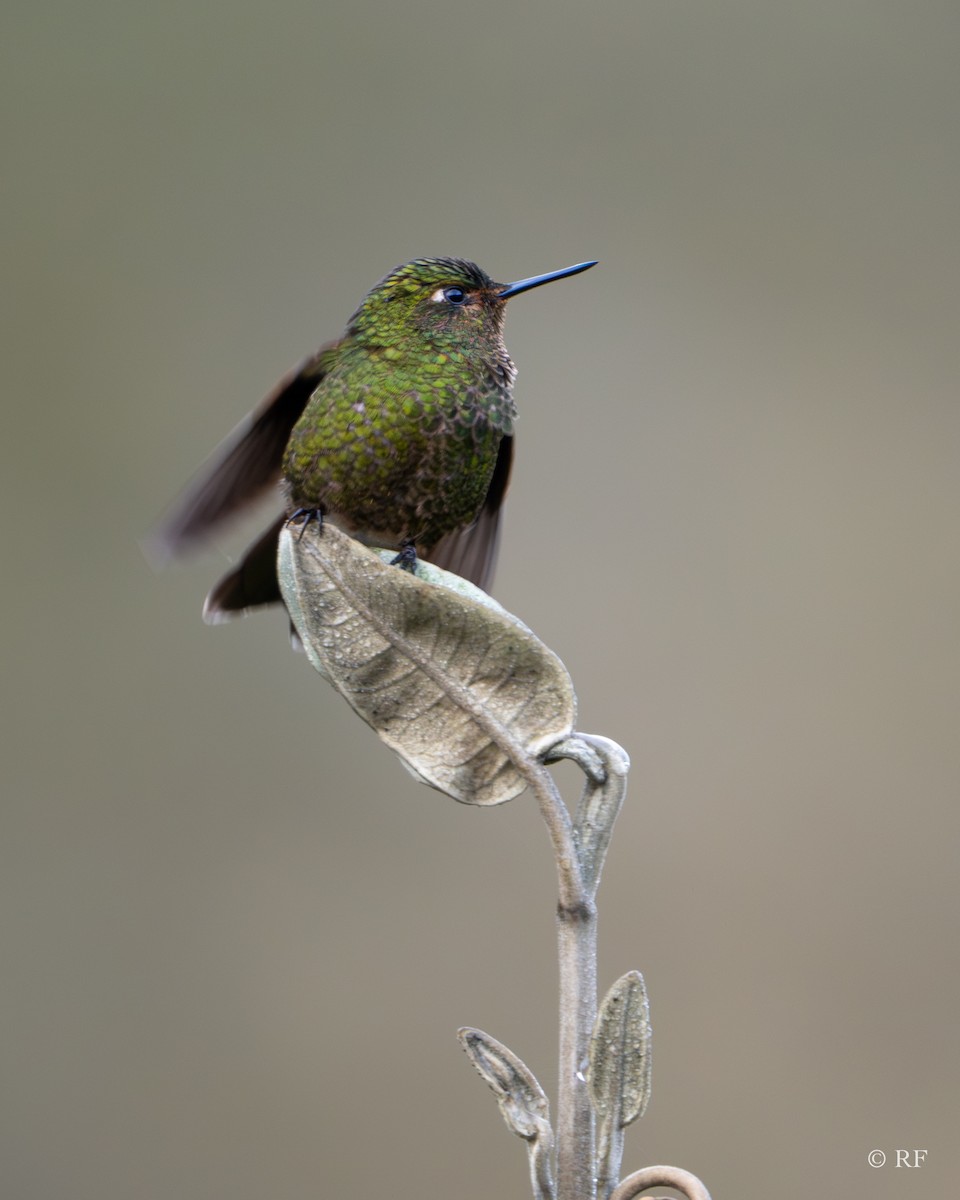 kolibřík Williamův (ssp. primolina) - ML619202836