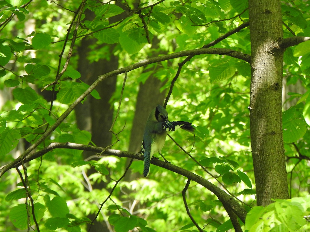 Blue Jay - Liren Varghese