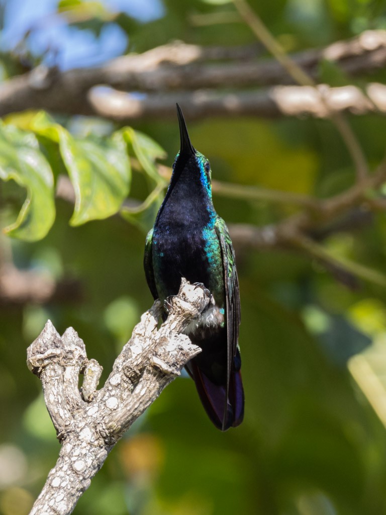 Black-throated Mango - OMAR JAVIER LÓPEZ GÓMEZ