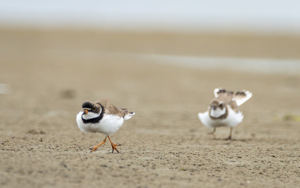 Semipalmated Plover - Atlee Hargis