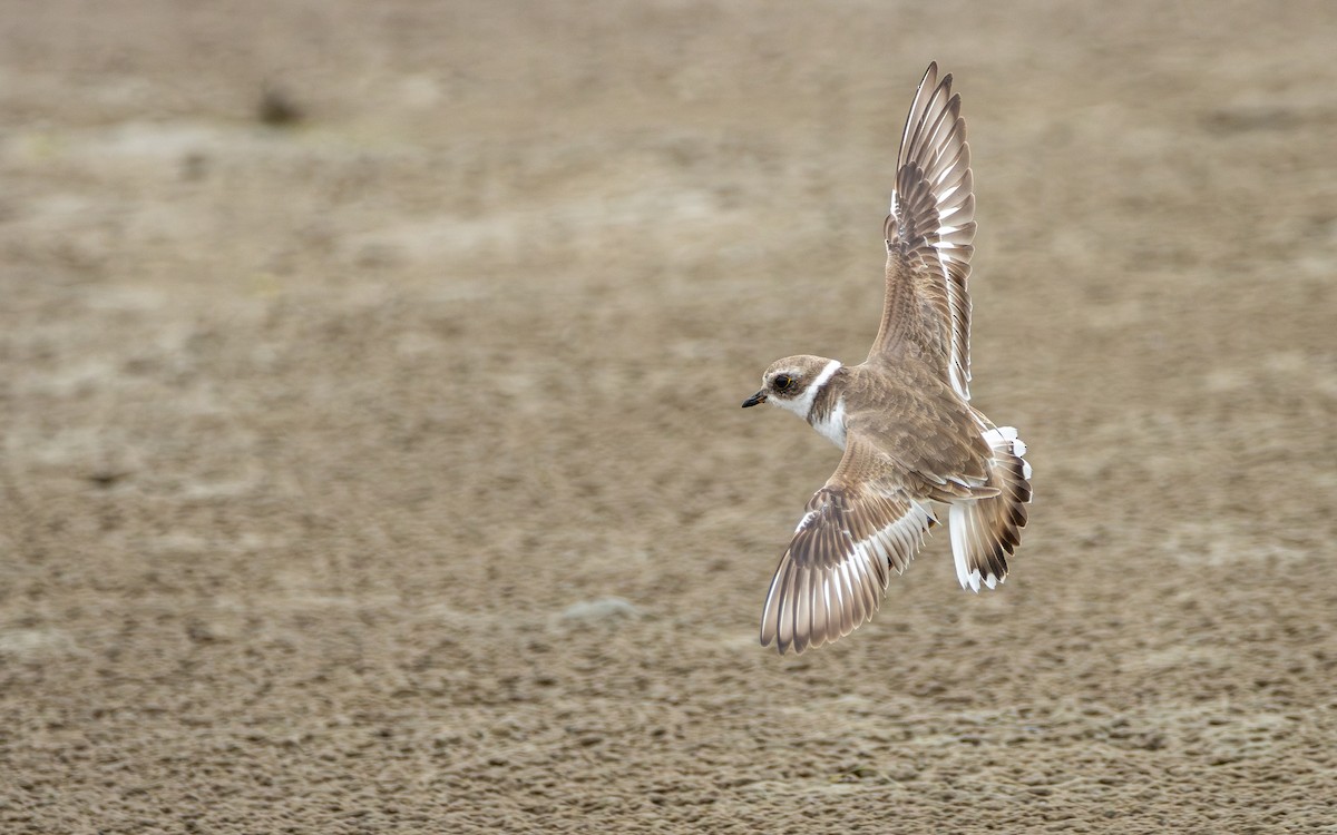 Semipalmated Plover - Atlee Hargis