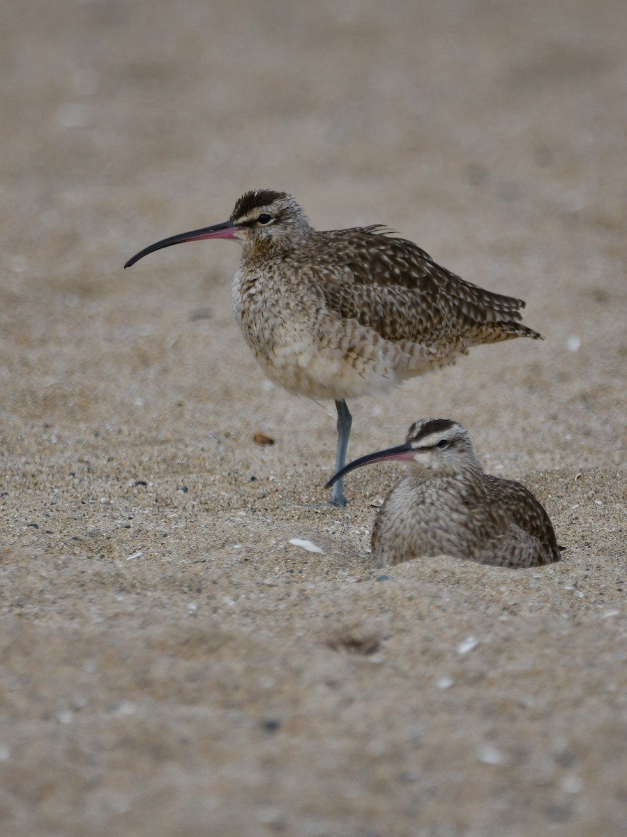 Whimbrel - Elisa Focante