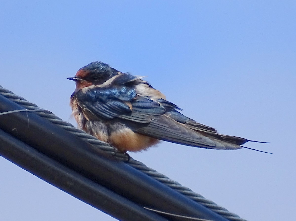 Barn Swallow - Paul Foth
