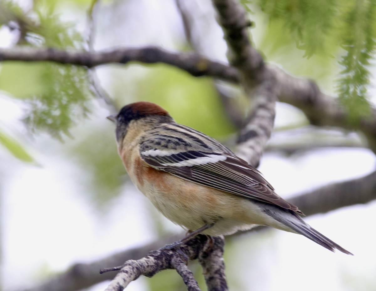 Bay-breasted Warbler - Jay & Judy Anderson