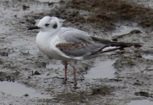 Bonaparte's Gull - Richard Breisch