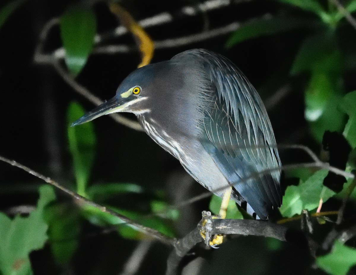 Green Heron - Margaret Hough