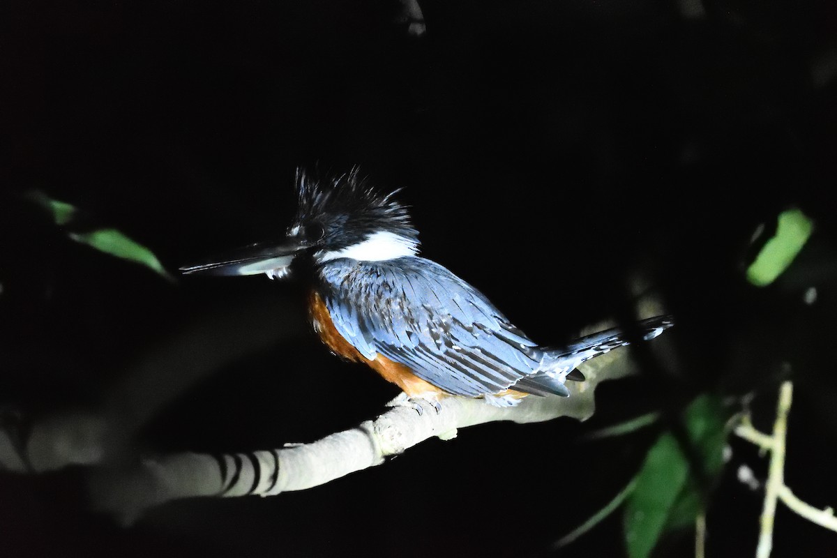 Ringed Kingfisher - Margaret Hough