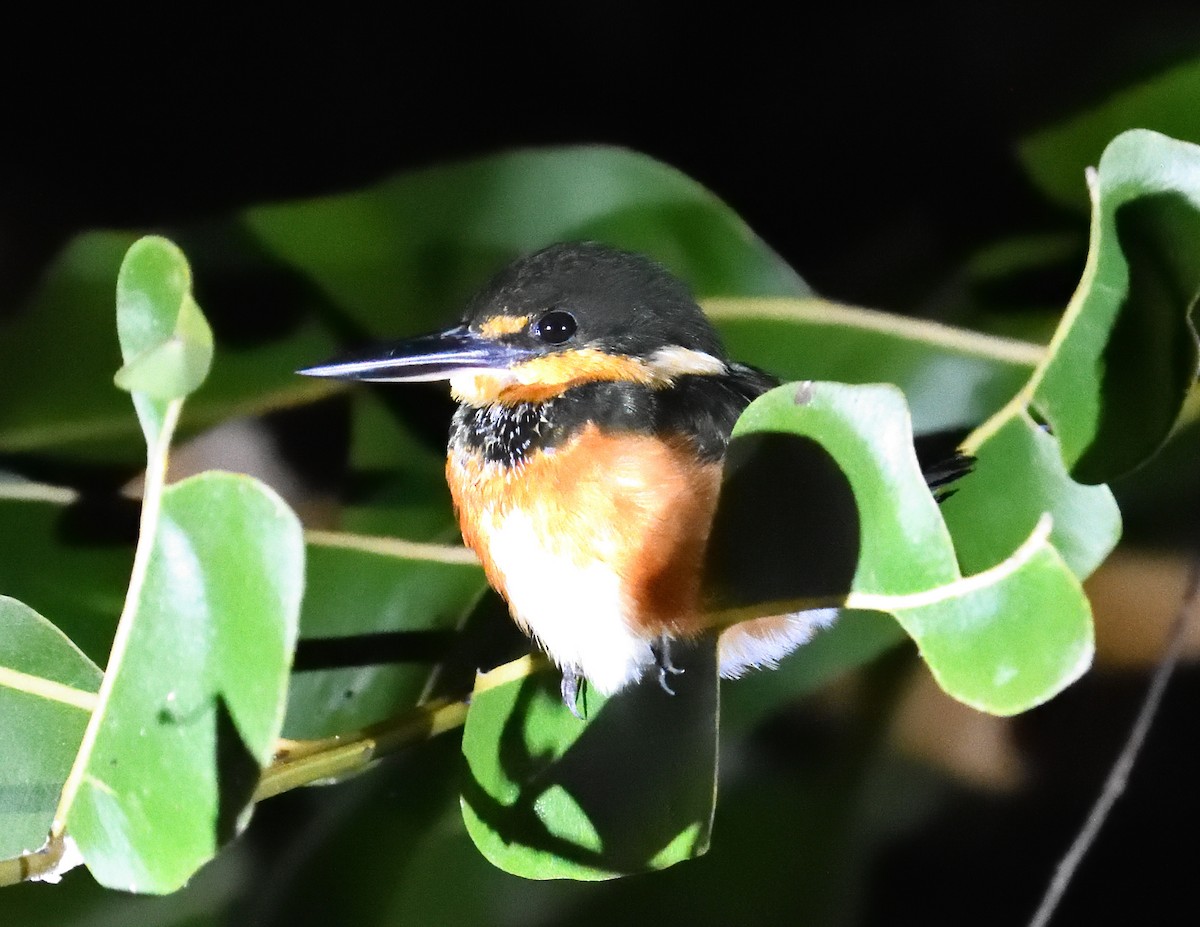 American Pygmy Kingfisher - Margaret Hough