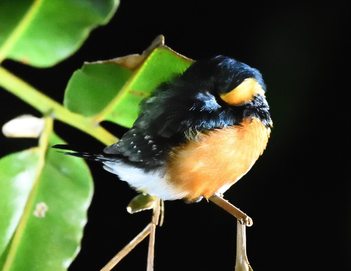 American Pygmy Kingfisher - Margaret Hough