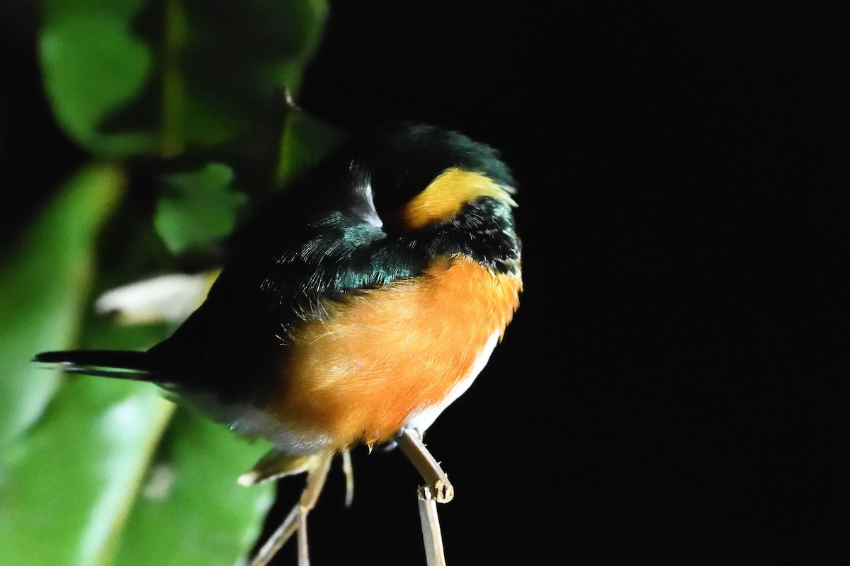 American Pygmy Kingfisher - Margaret Hough