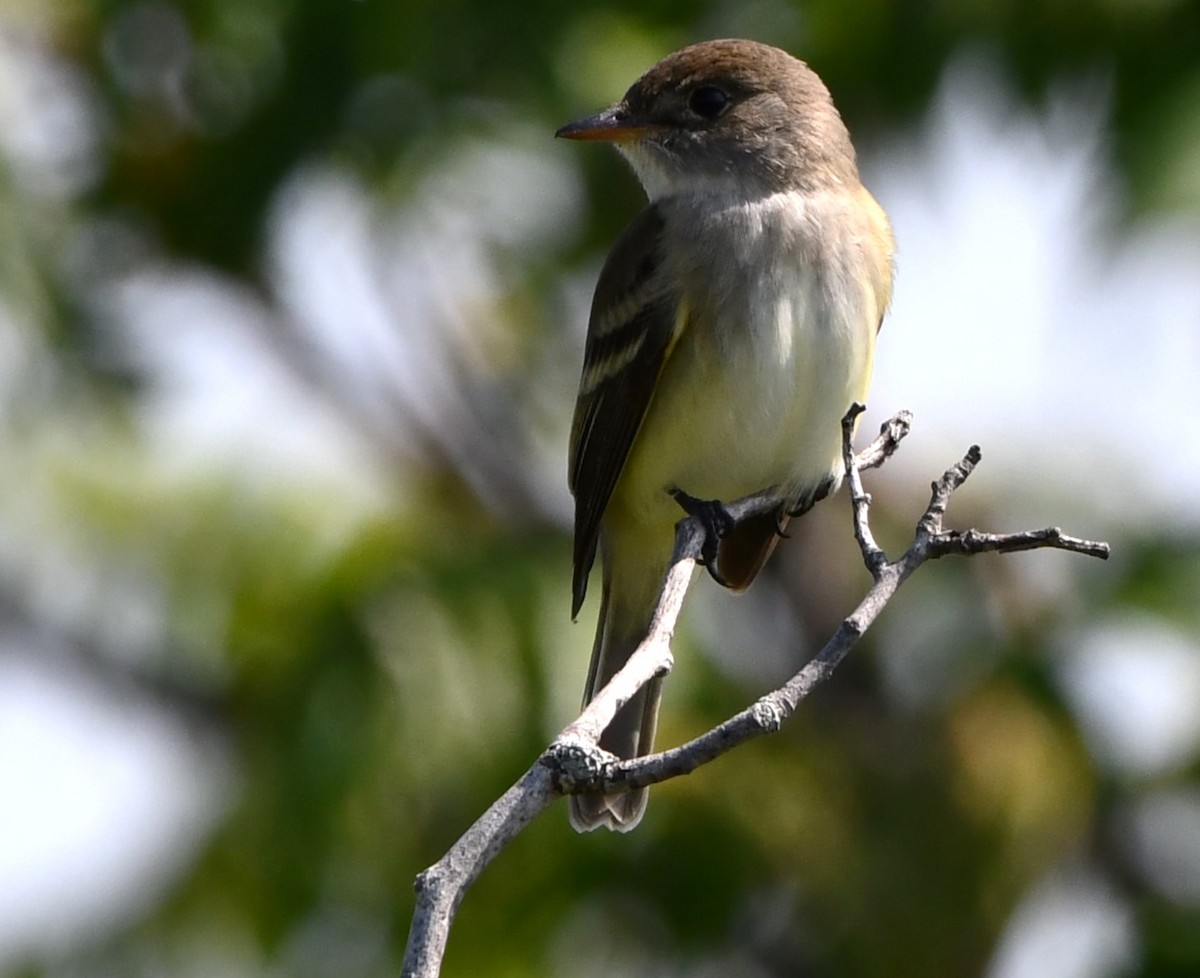 Willow Flycatcher - Gregory Hartman