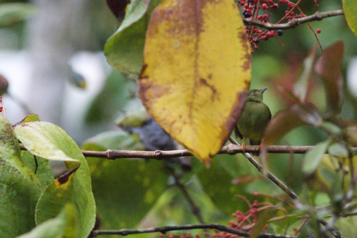 White-collared Manakin - allie bluestein