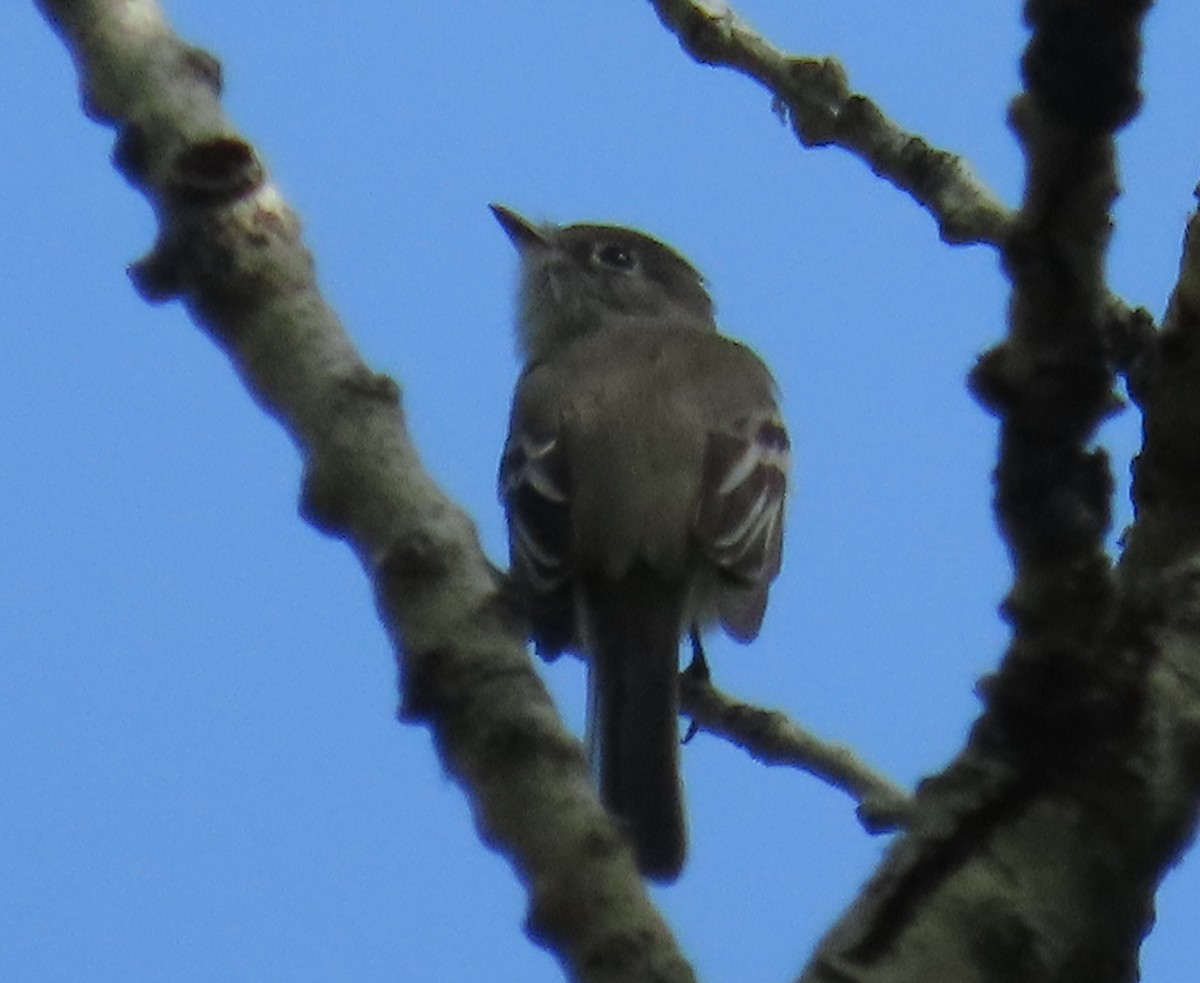 Least Flycatcher - Bryant Olsen