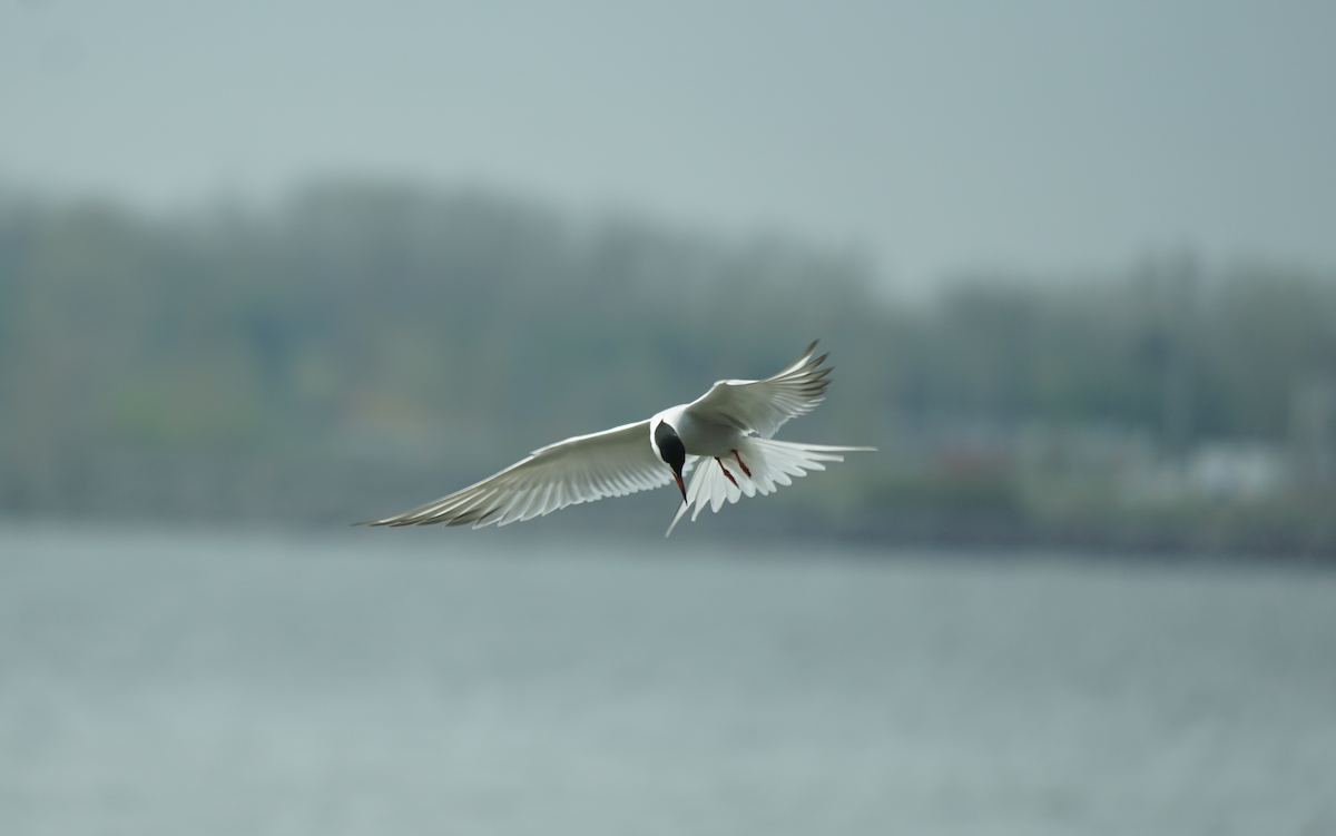 Common Tern - Émile Brassard-Gourdeau