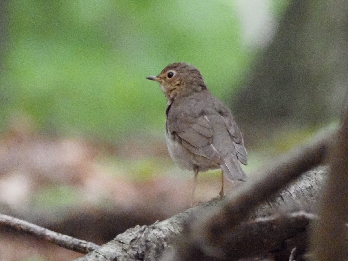 Swainson's Thrush - Luc and Therese Jacobs