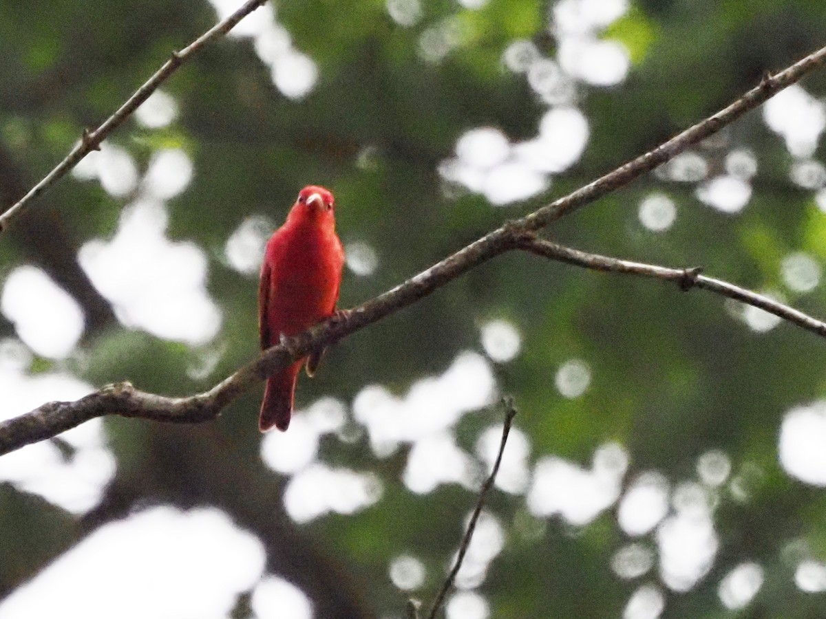 Summer Tanager - Luc and Therese Jacobs