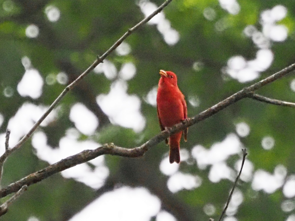 Summer Tanager - Luc and Therese Jacobs