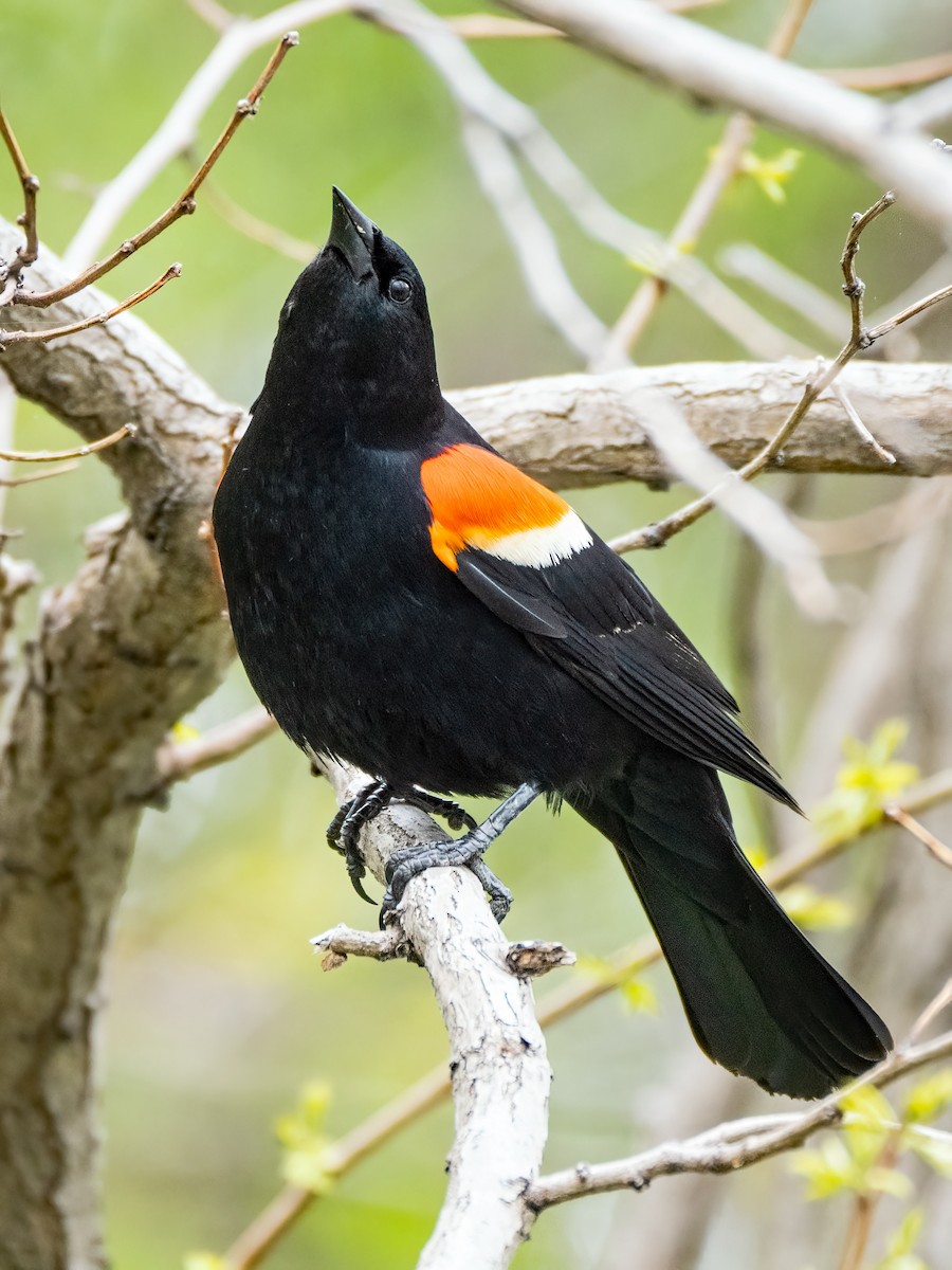 Red-winged Blackbird - Danielle  A